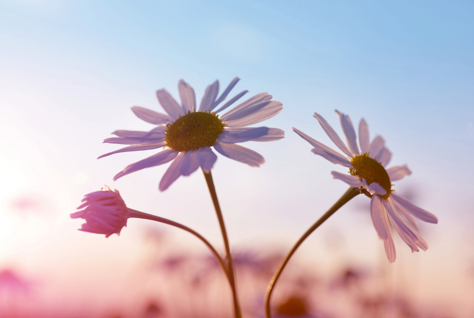 Three Daisy flowers with a pinkish blue surrounding.