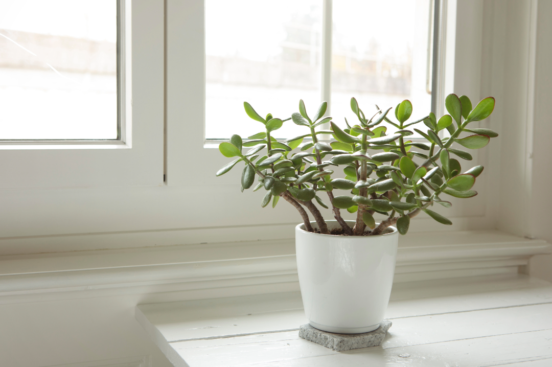 Green leafy succulent in a white pot on a coaster of quartz on a white wooden table next to a window with a white frame.